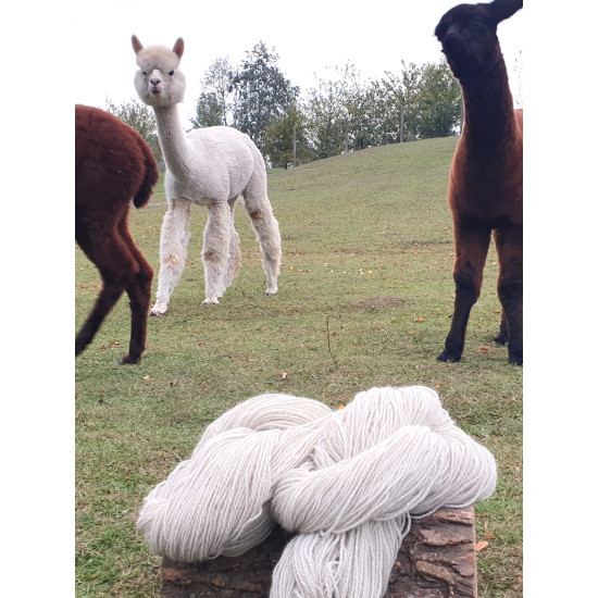 Alpakų vilnos siūlai baltos spalvos
