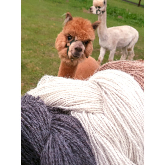 Alpakų vilnos siūlai baltos spalvos