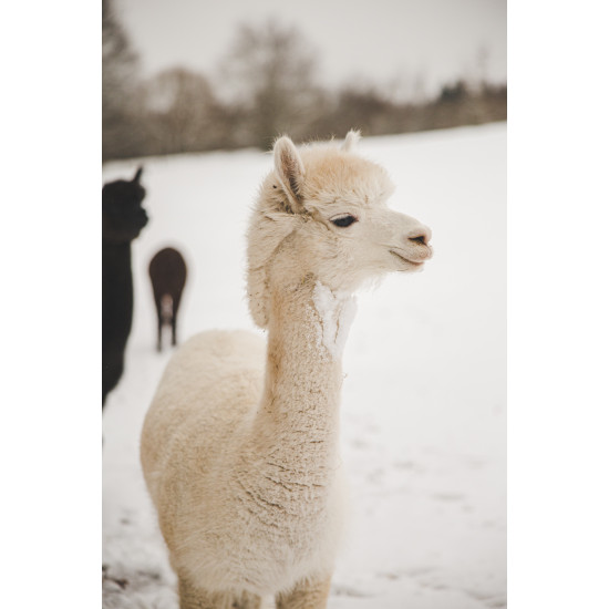 Alpakų vilnos siūlai baltos spalvos