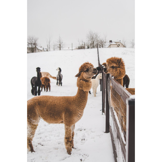 Alpakų vilnos siūlai karamelinės spalvos