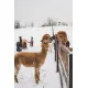 Alpakų vilnos siūlai karamelinės spalvos